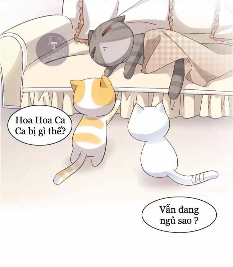 Dưới Móng Vuốt Mèo - Chương 19 - ảnh 17