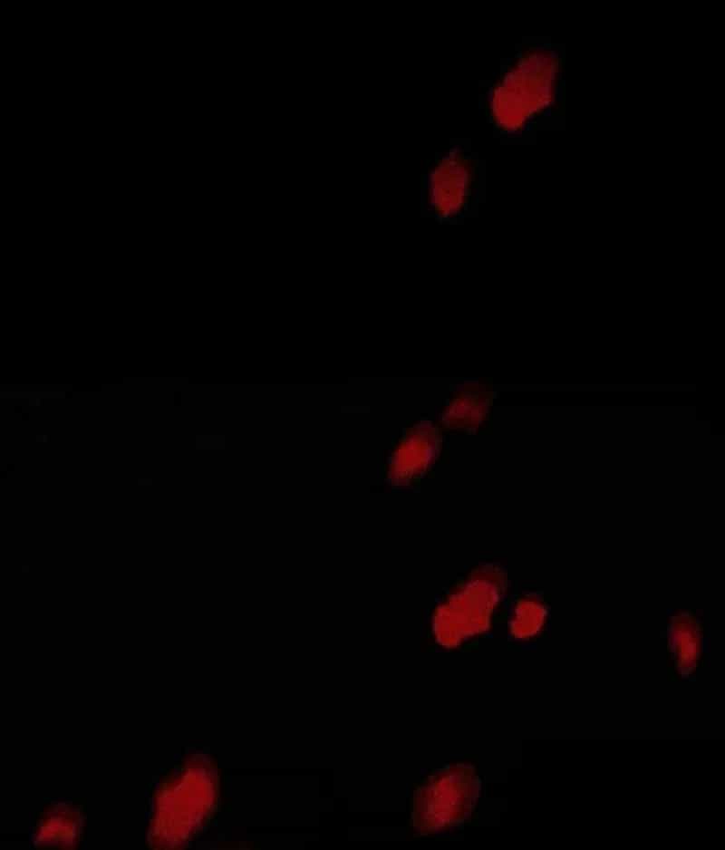 Khế Ước Của Ta Biến Thành Truyền Thuyết Ma Quái - Chương 1 - ảnh 149