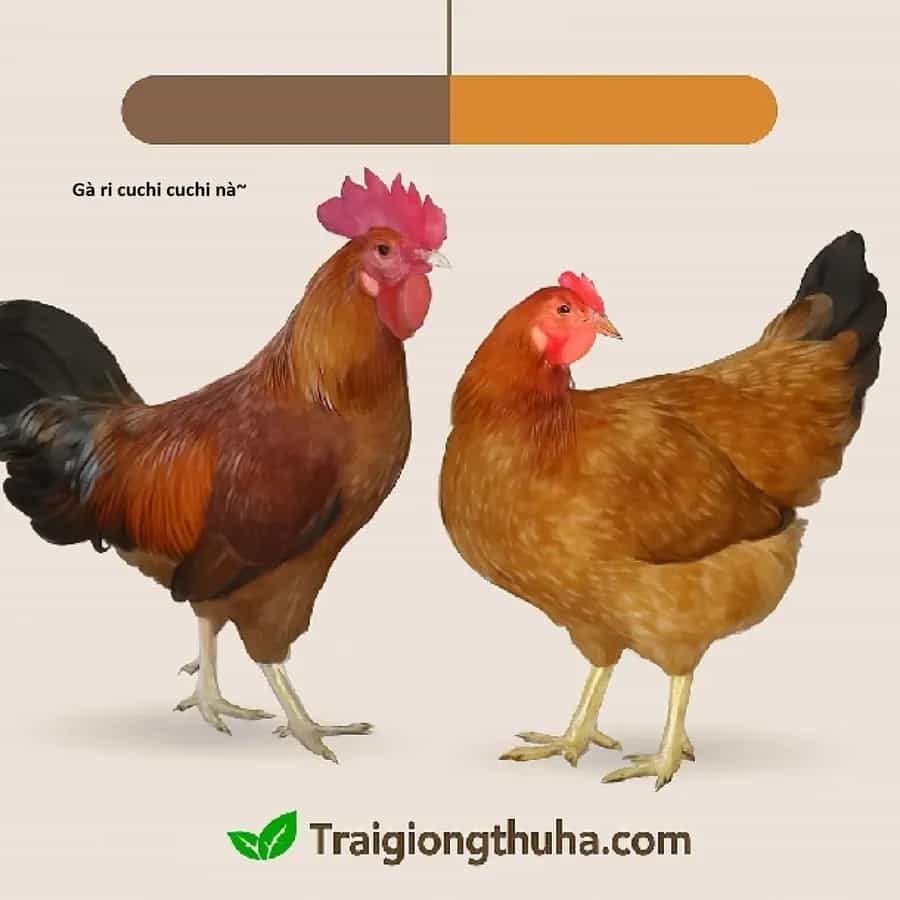 Ngay Cả Khi Hậu Tận Thế, Thật Hạnh Phúc Khi Vẫn Còn Được Sống... (Puchimasu Miếu) - Chương 51.1 - ảnh 20