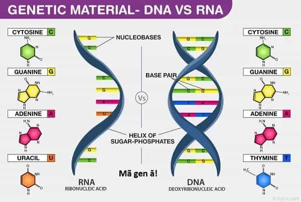 Ngay Cả Khi Hậu Tận Thế, Thật Hạnh Phúc Vẫn Còn Được Sống... - Chương 51.2 - ảnh 19